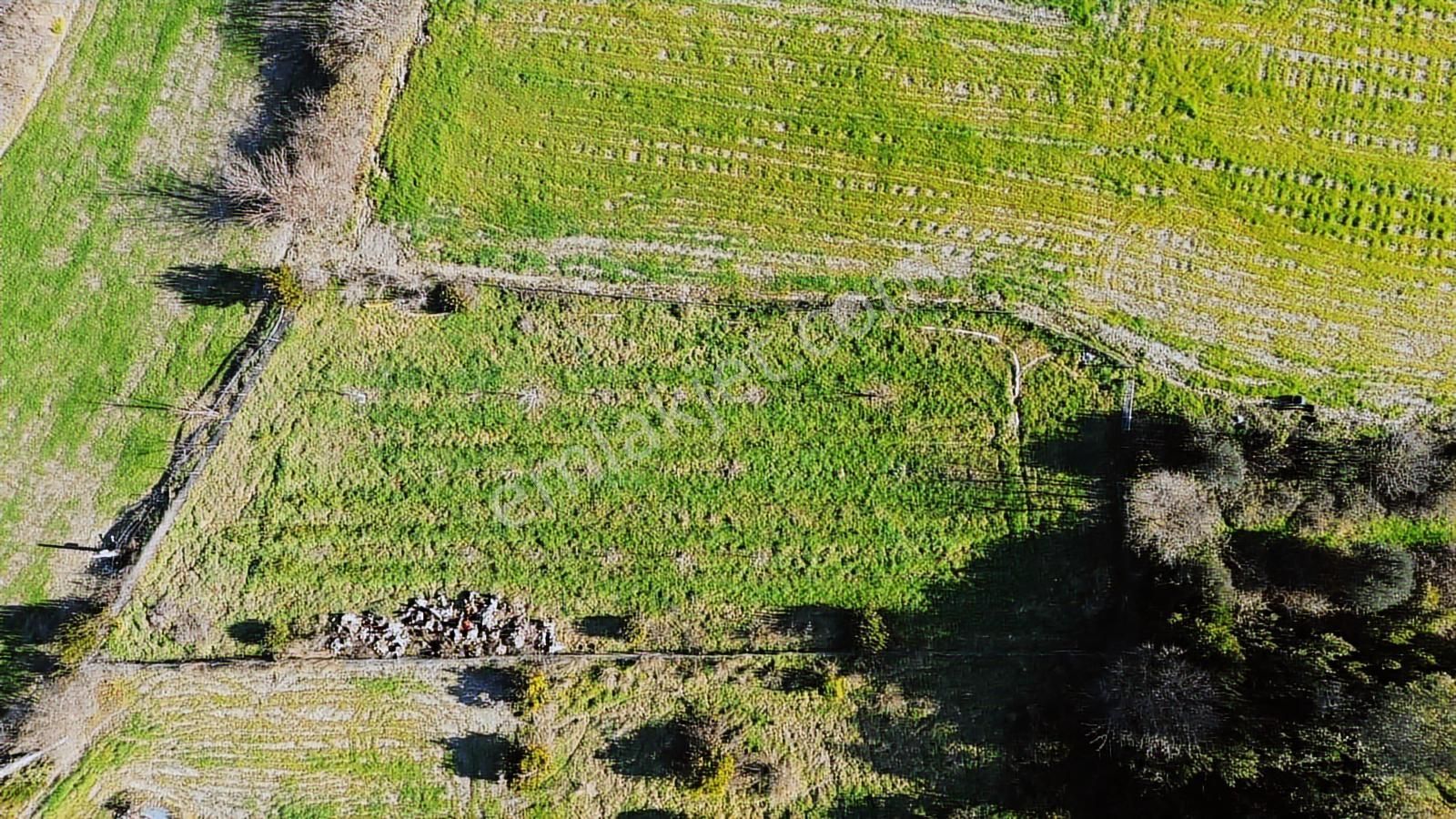 Muğla Ula Portakallık'da Satılık Fırsat 1526m2 Tarla - Görsel 18