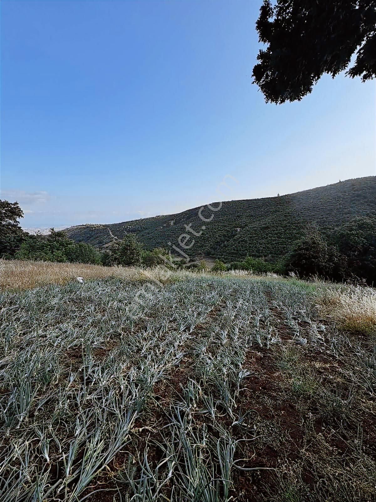 Bm Real Estate Yenişehir Kozderede Satılık 1750m2 Tek Tapu Tarla - Görsel 7