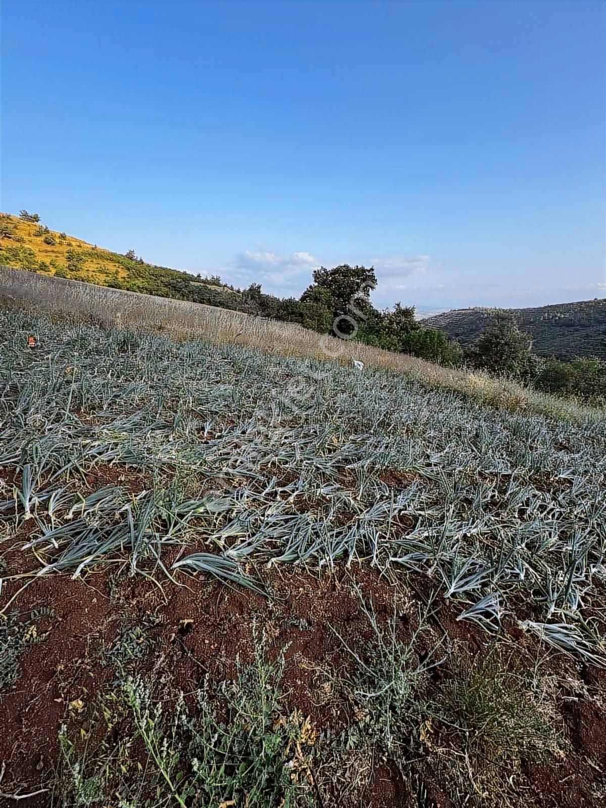 Bm Real Estate Yenişehir Kozderede Satılık 1750m2 Tek Tapu Tarla - Görsel 5