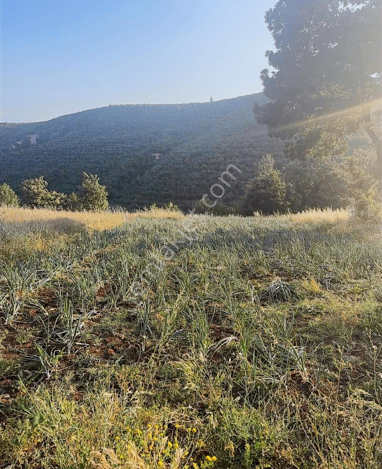 Bm Real Estate Yenişehir Kozderede Satılık 1750m2 Tek Tapu Tarla - Görsel 3