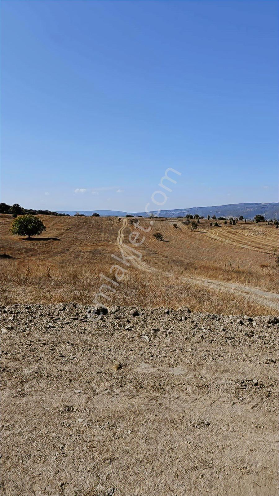 Bm Real Estate Bilecik Pazaryeri'nde Satılık 5985 M2 Tarla - Görsel 7