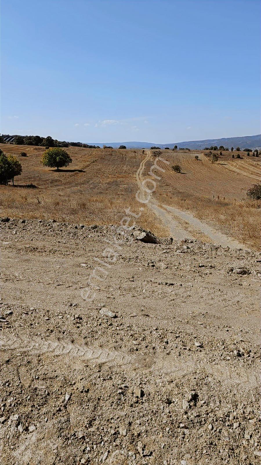 Bm Real Estate Bilecik Pazaryeri'nde Satılık 5985 M2 Tarla - Görsel 17