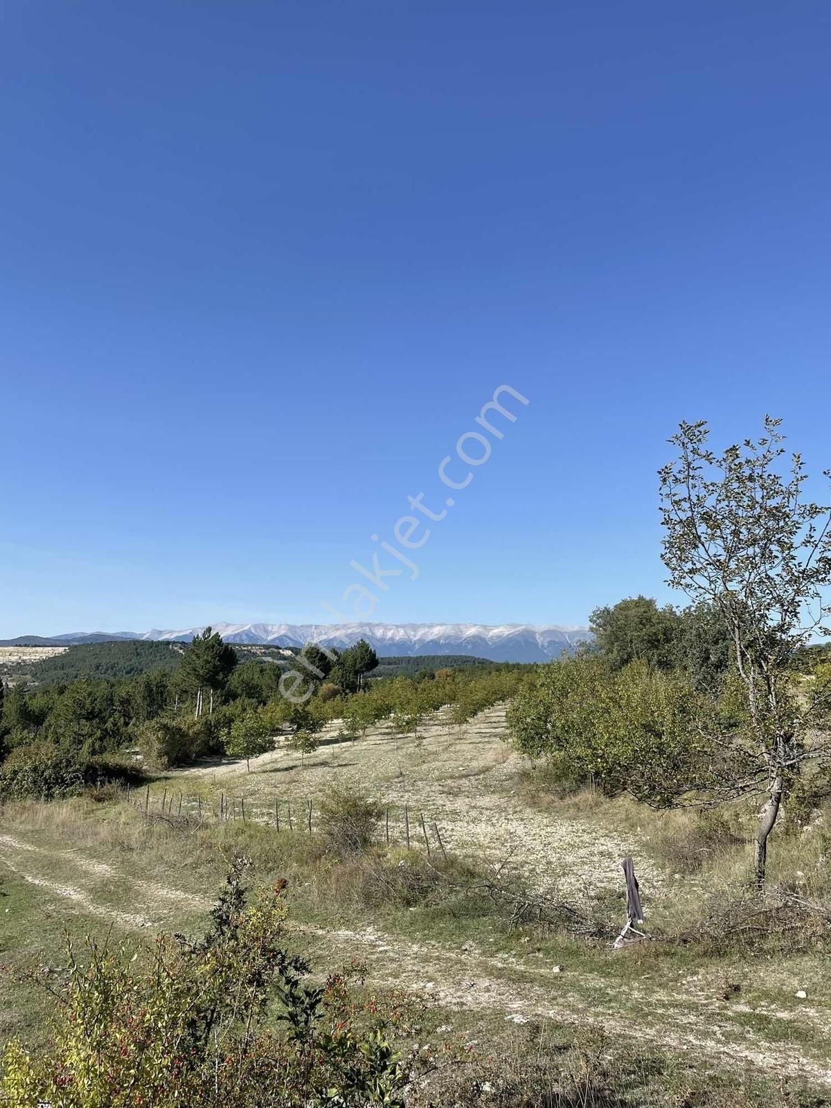 Bursa Keleste Yatırımlık Ceviz Tarlası ! - Görsel 20