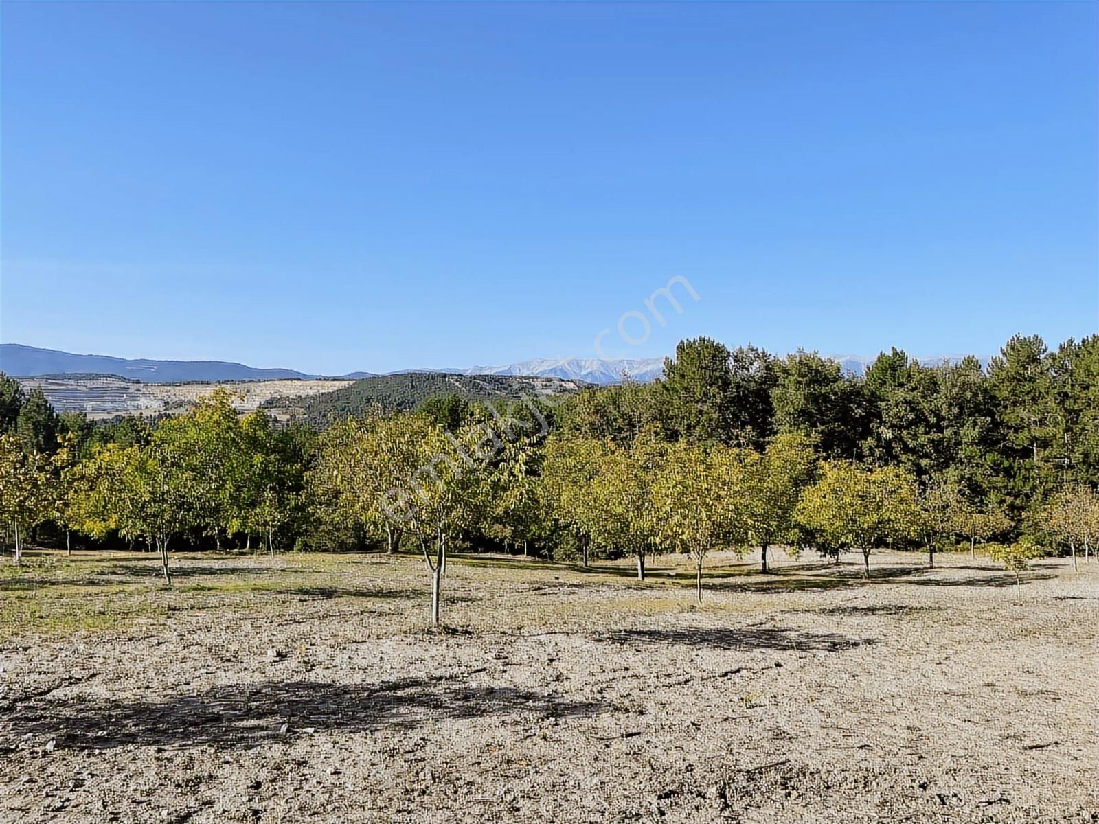 Bursa Keleste Yatırımlık Ceviz Tarlası ! - Görsel 15