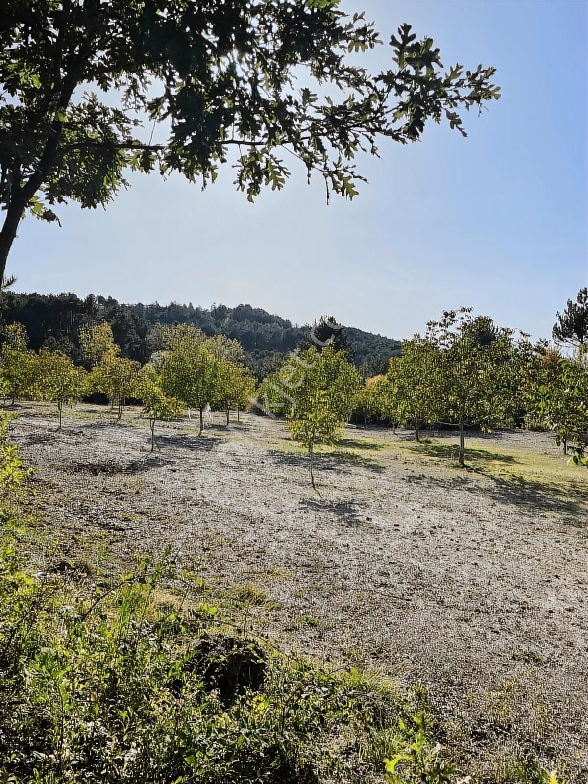 Bursa Keleste Yatırımlık Ceviz Tarlası ! - Görsel 11