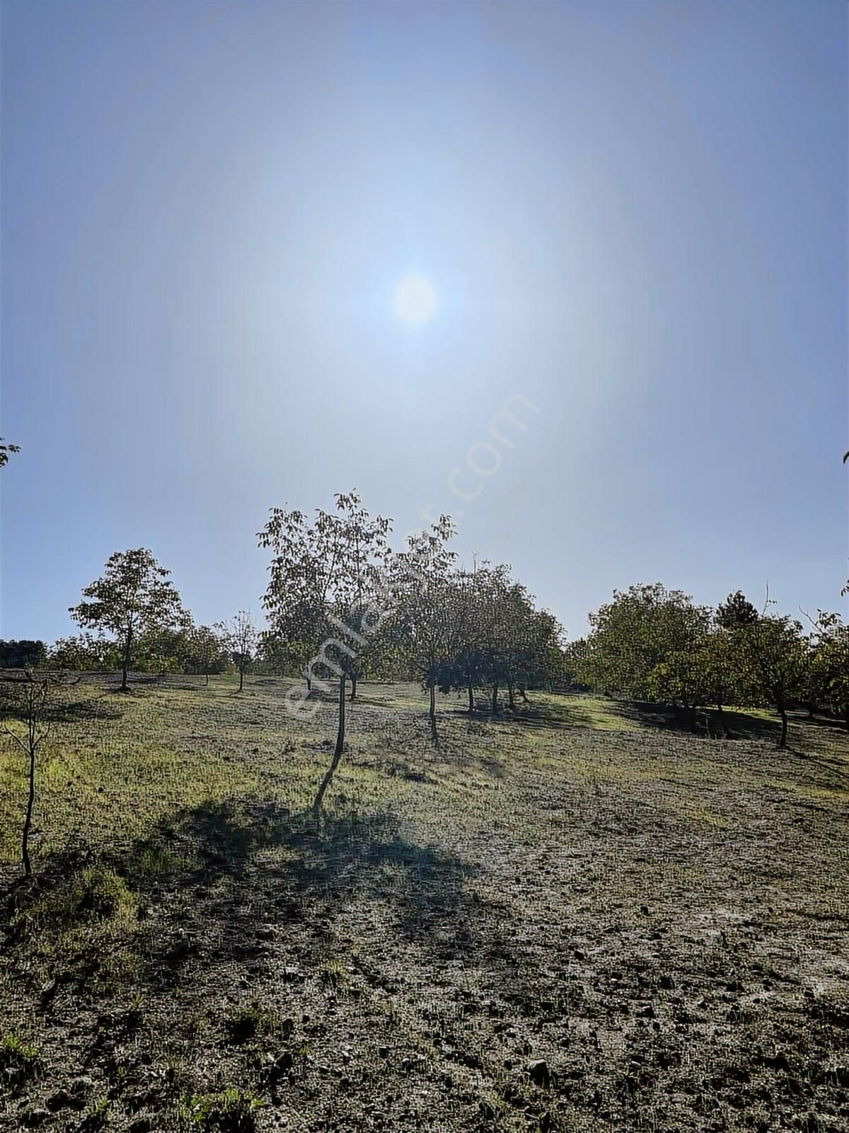 Bursa Keleste Yatırımlık Ceviz Tarlası ! - Görsel 12