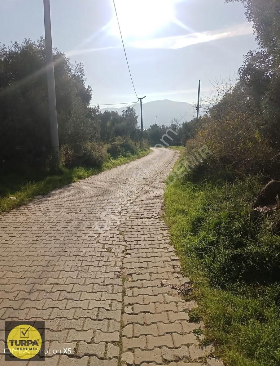 Turpa Taşdemir'den Kiraz Ceritler Mahallesinde Satılık Zeytinlik - Görsel 14