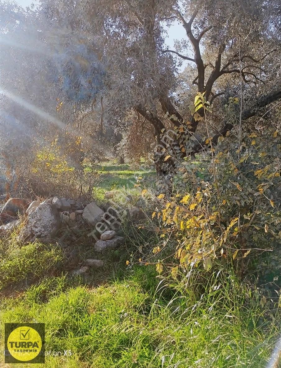 Turpa Taşdemir'den Kiraz Ceritler Mahallesinde Satılık Zeytinlik - Görsel 2