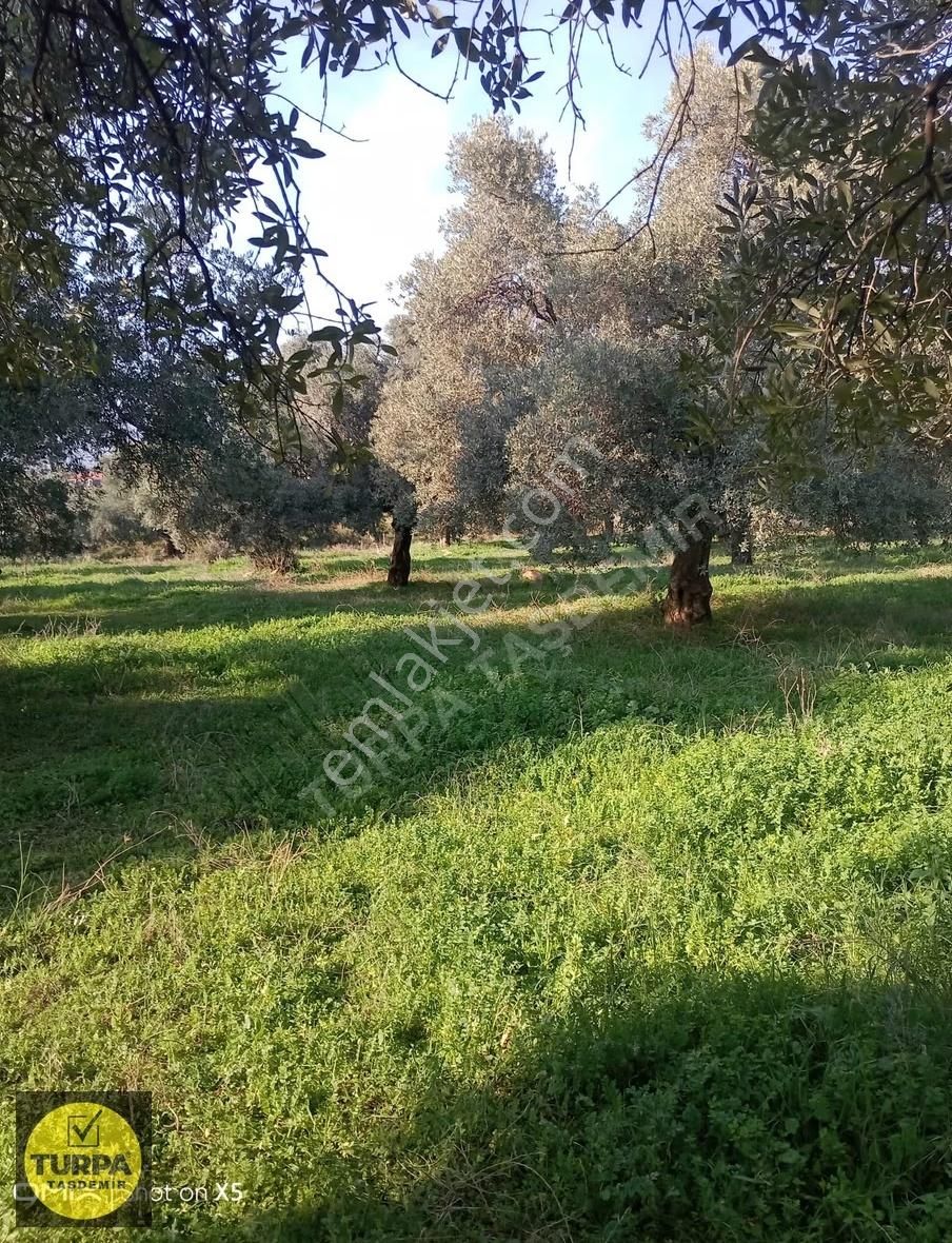 Turpa Taşdemir'den Kiraz Ceritler Mahallesinde Satılık Zeytinlik