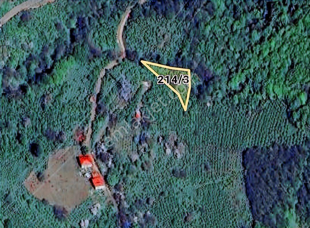 Murat Türkmen'den Samsun_terme'de -fırsat- Tek_tapu 1200m2_fındık_bahçesi Fiyatı_düştü - Görsel 4