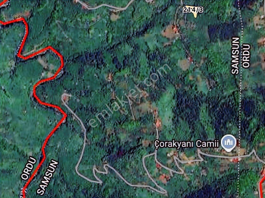 Murat Türkmen'den Samsun_terme'de Tek_tapu 1200m2 Fındık_bahçesi - Görsel 3