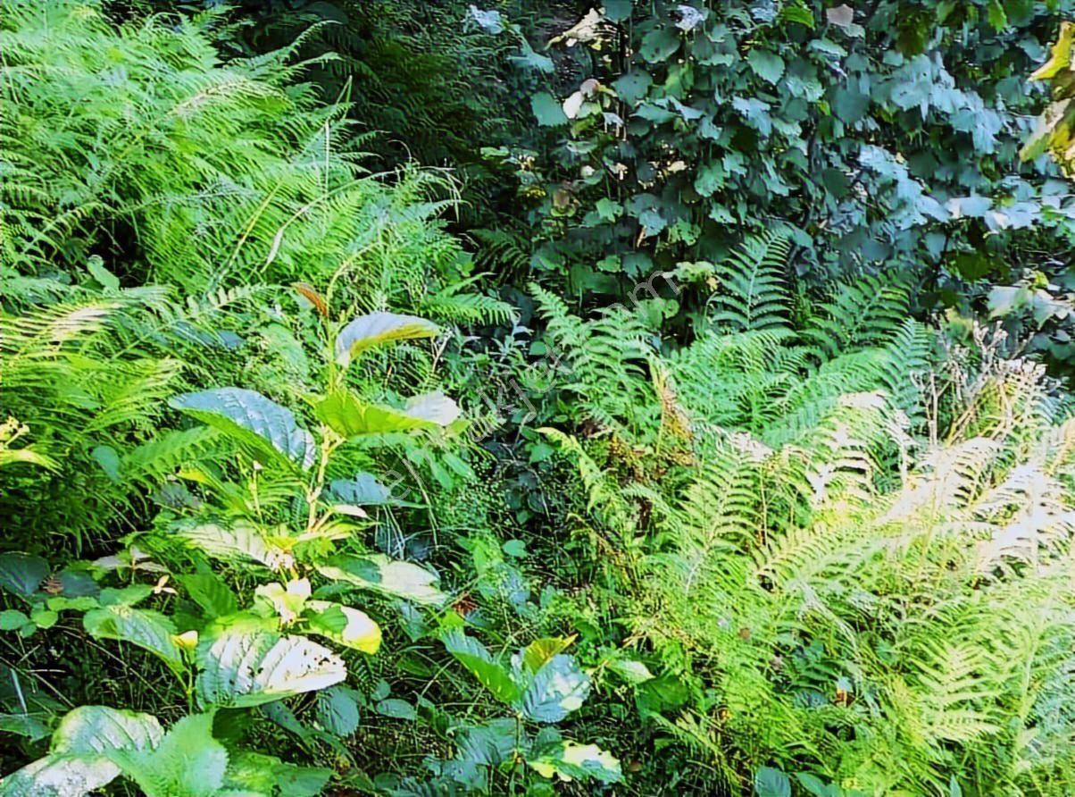 Murat Türkmen'den Samsun_terme'de Tek_tapu 1200m2 Fındık_bahçesi - Görsel 13