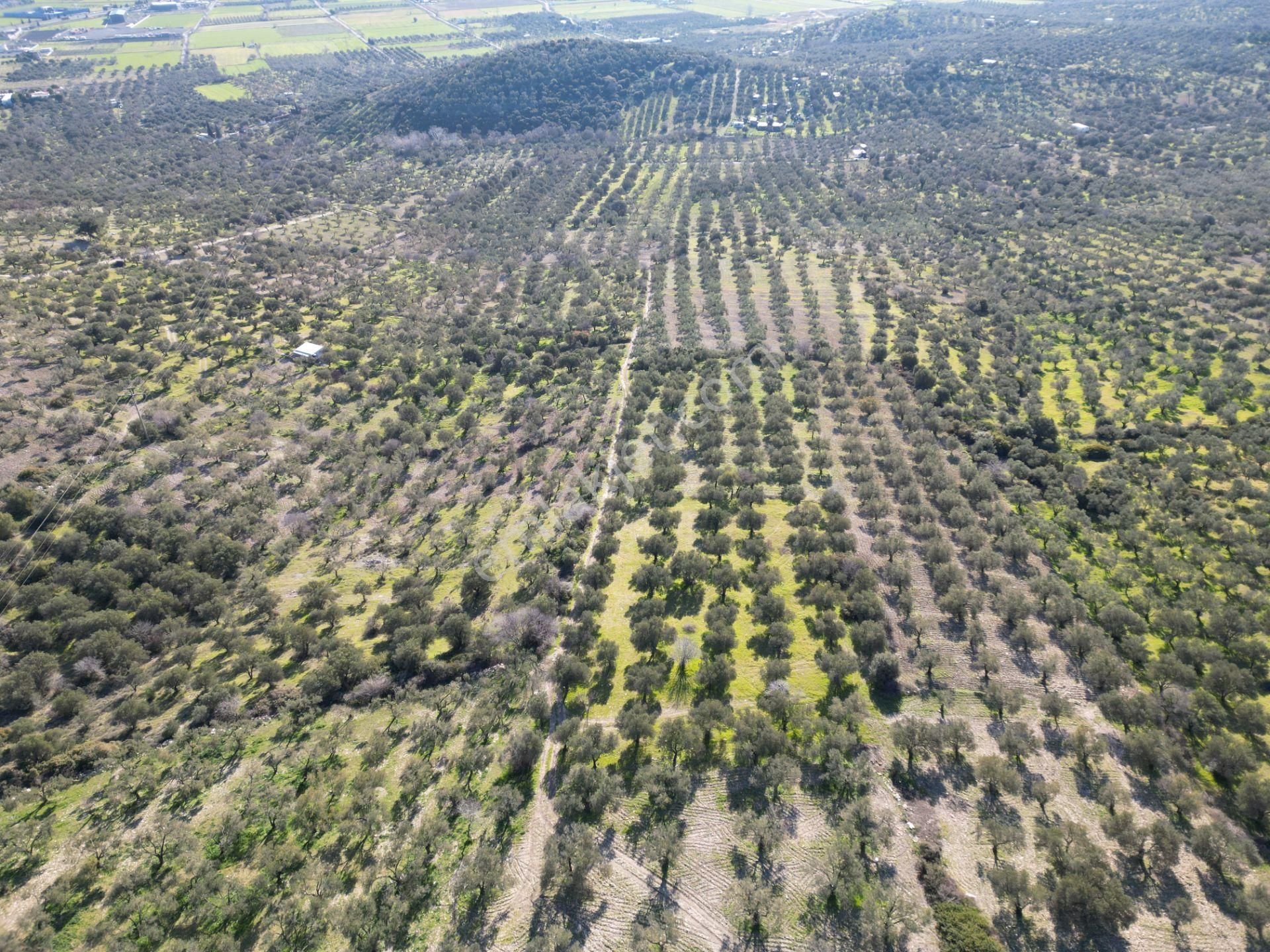Helvacı Da Müstakil Tapulu Satılık Zeytinlik - Görsel 4