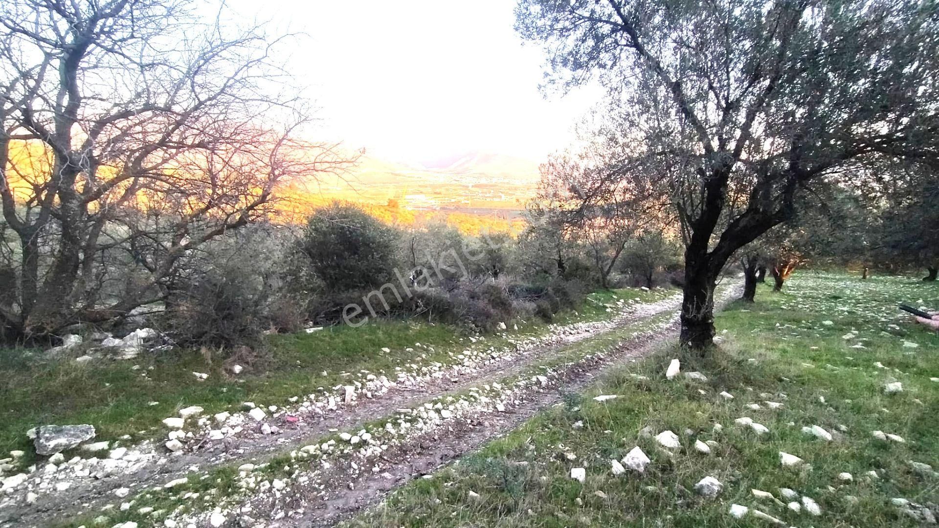 Helvacı Da Müstakil Tapulu Satılık Zeytinlik - Görsel 12