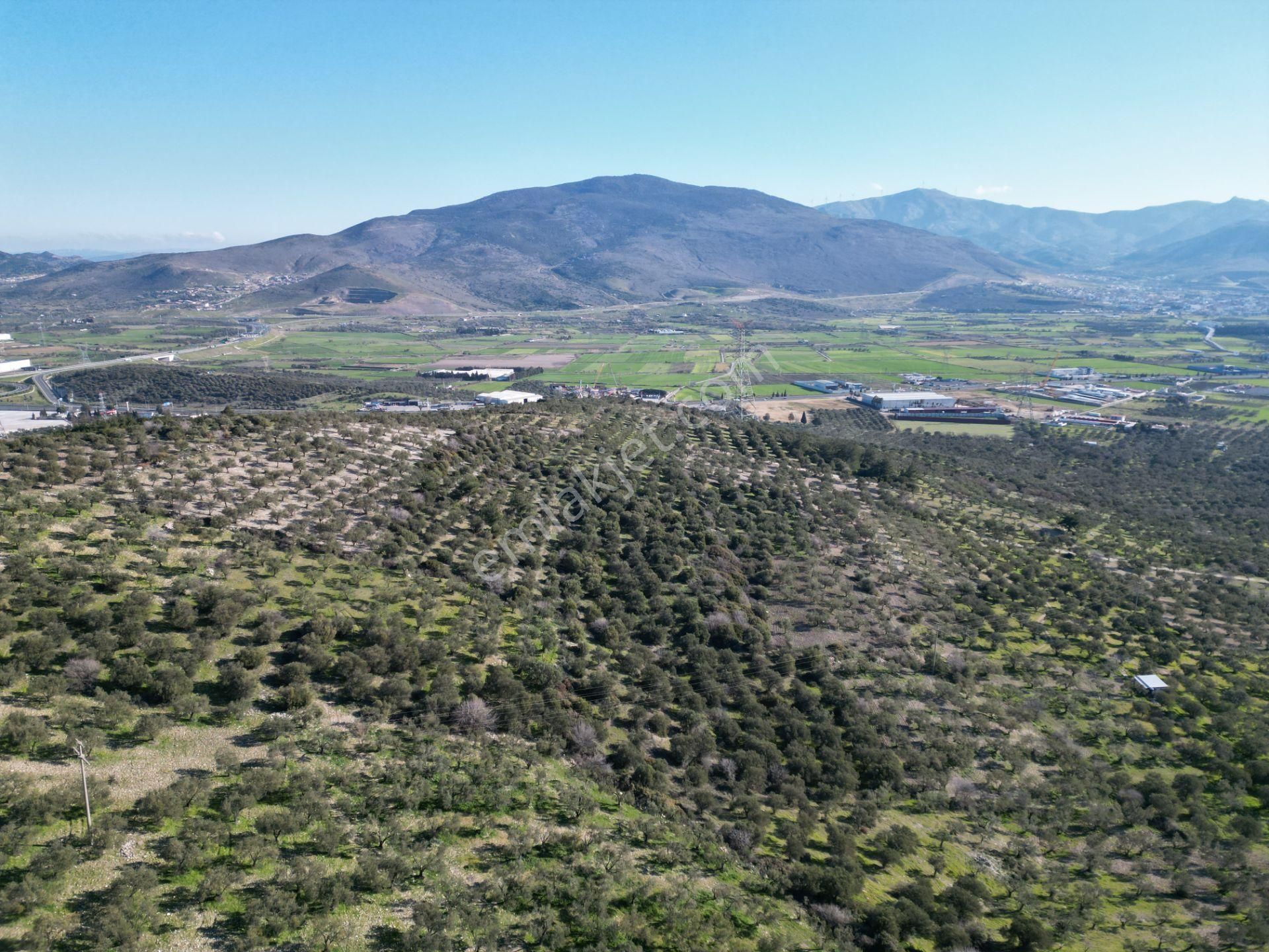 Helvacı Da Müstakil Tapulu Satılık Zeytinlik - Görsel 8