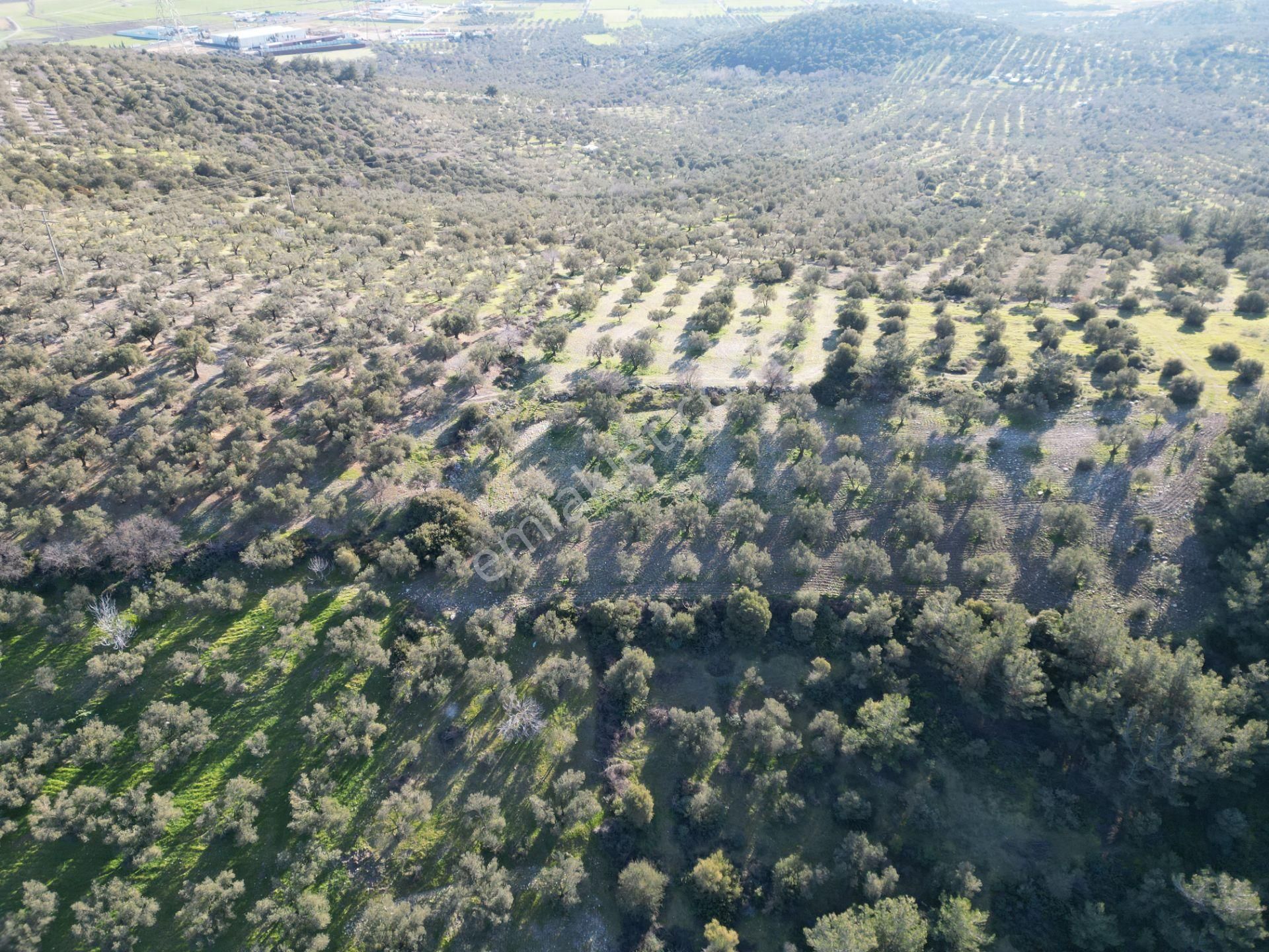 Helvacı Da Müstakil Tapulu Satılık Zeytinlik