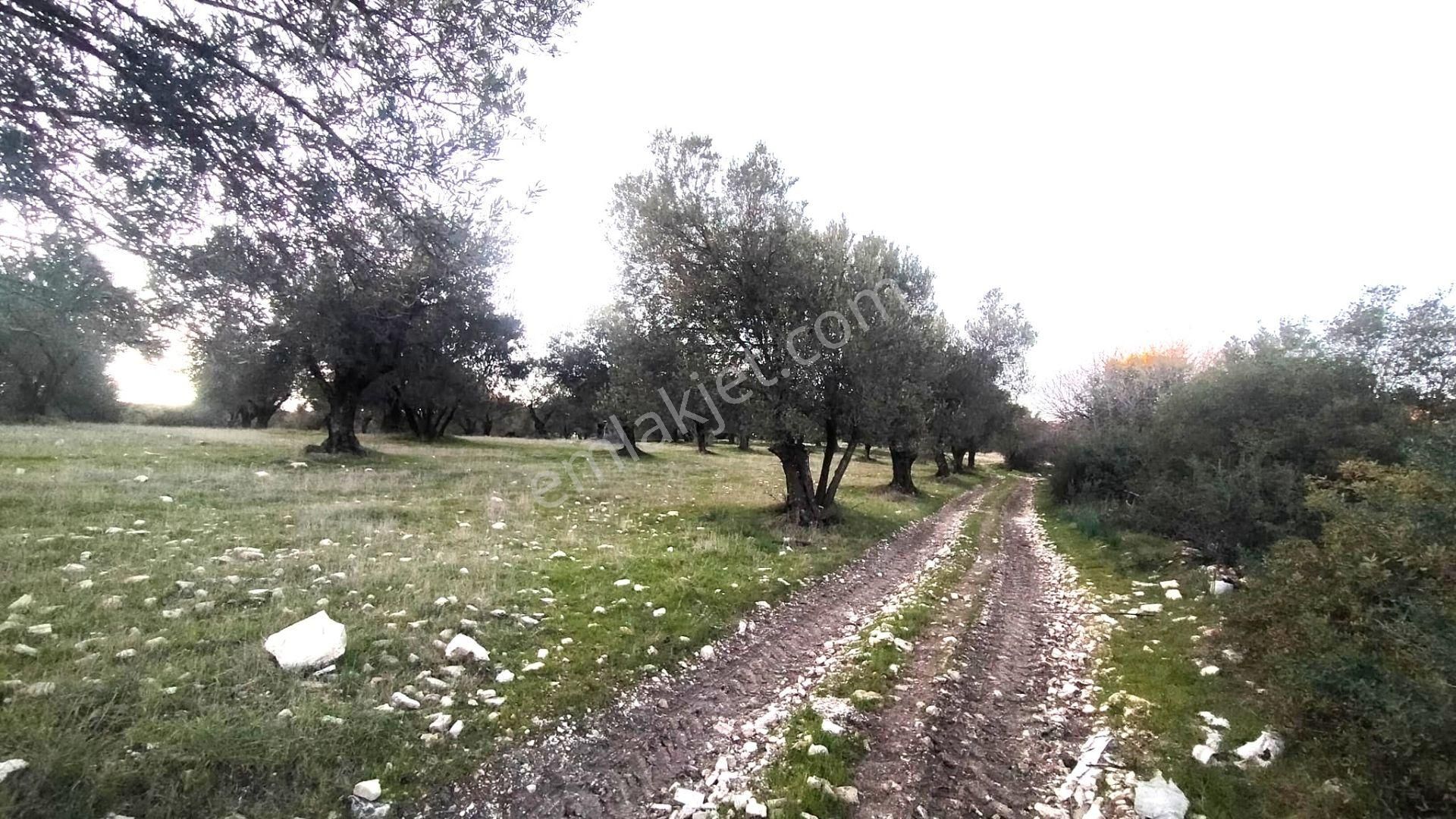 Helvacı Da Müstakil Tapulu Satılık Zeytinlik - Görsel 11