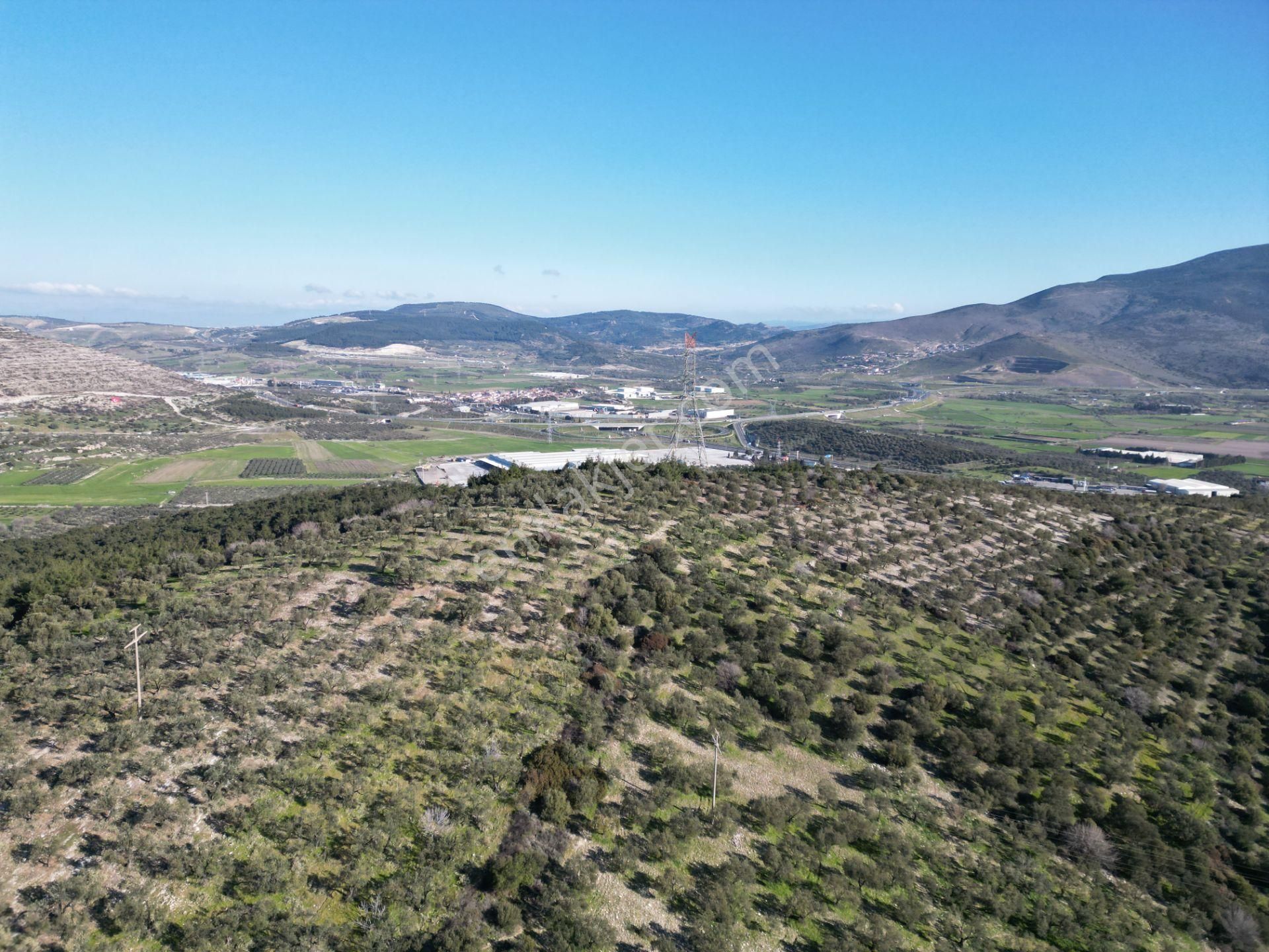 Helvacı Da Müstakil Tapulu Satılık Zeytinlik - Görsel 9