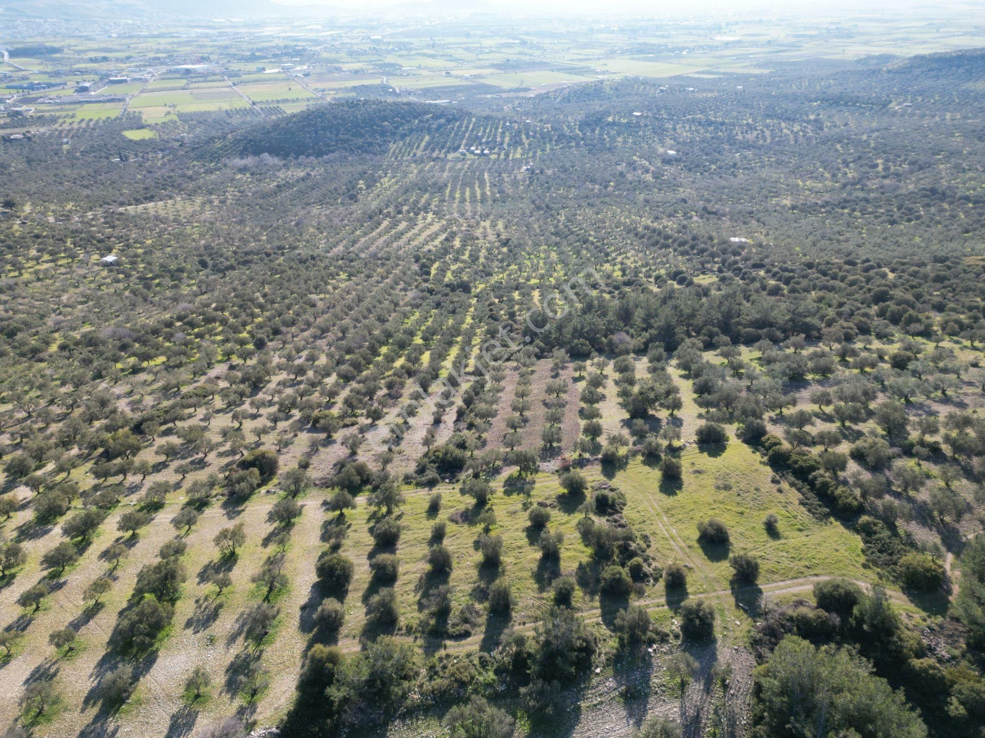 Helvacı Da Müstakil Tapulu Satılık Zeytinlik - Görsel 3