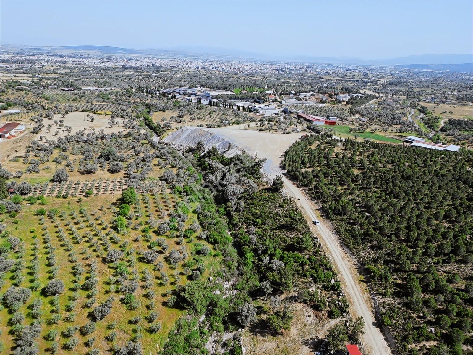 Qzen'den Görece De 3779 M2 Tek Tapu Zeytinlik - Görsel 12
