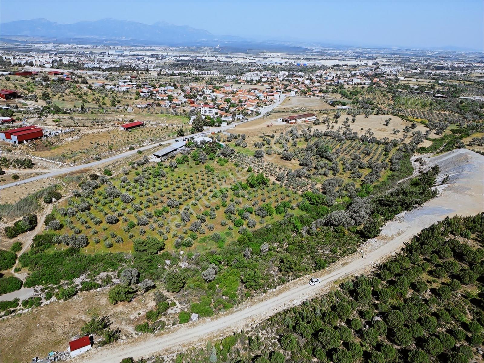 Qzen'den Görece De 3779 M2 Tek Tapu Zeytinlik - Görsel 10