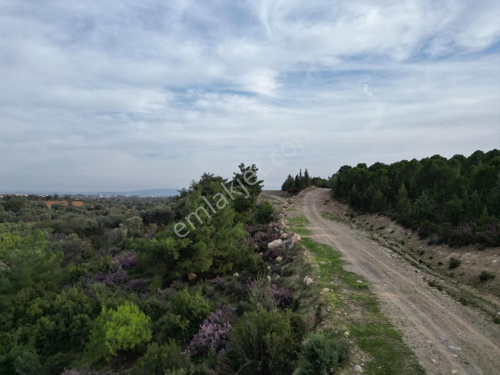 Qzen'den Görece De 3779 M2 Tek Tapu Zeytinlik - Görsel 16