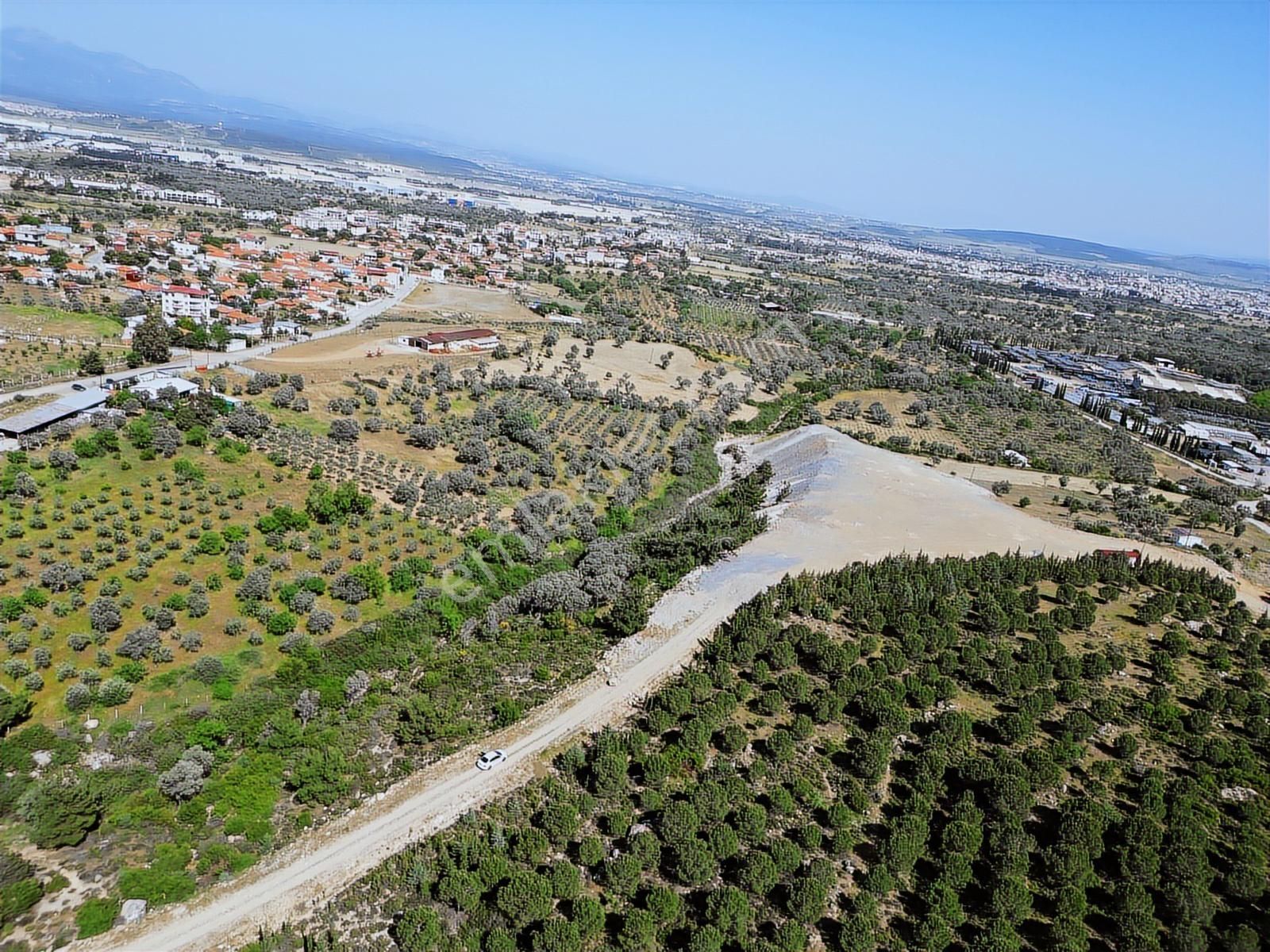 Qzen'den Görece De 3779 M2 Tek Tapu Zeytinlik - Görsel 24