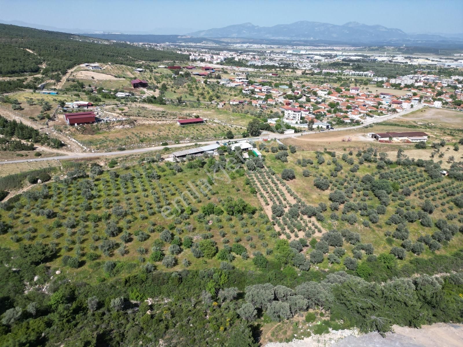 Qzen'den Görece De 3779 M2 Tek Tapu Zeytinlik - Görsel 22