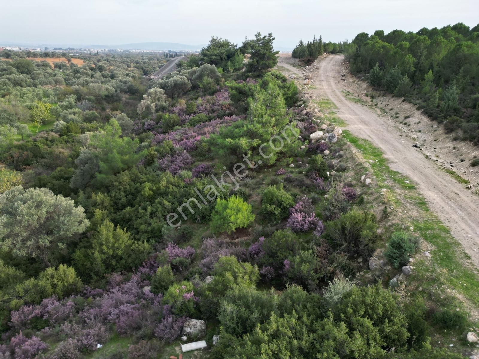 Qzen'den Görece De 3779 M2 Tek Tapu Zeytinlik - Görsel 2