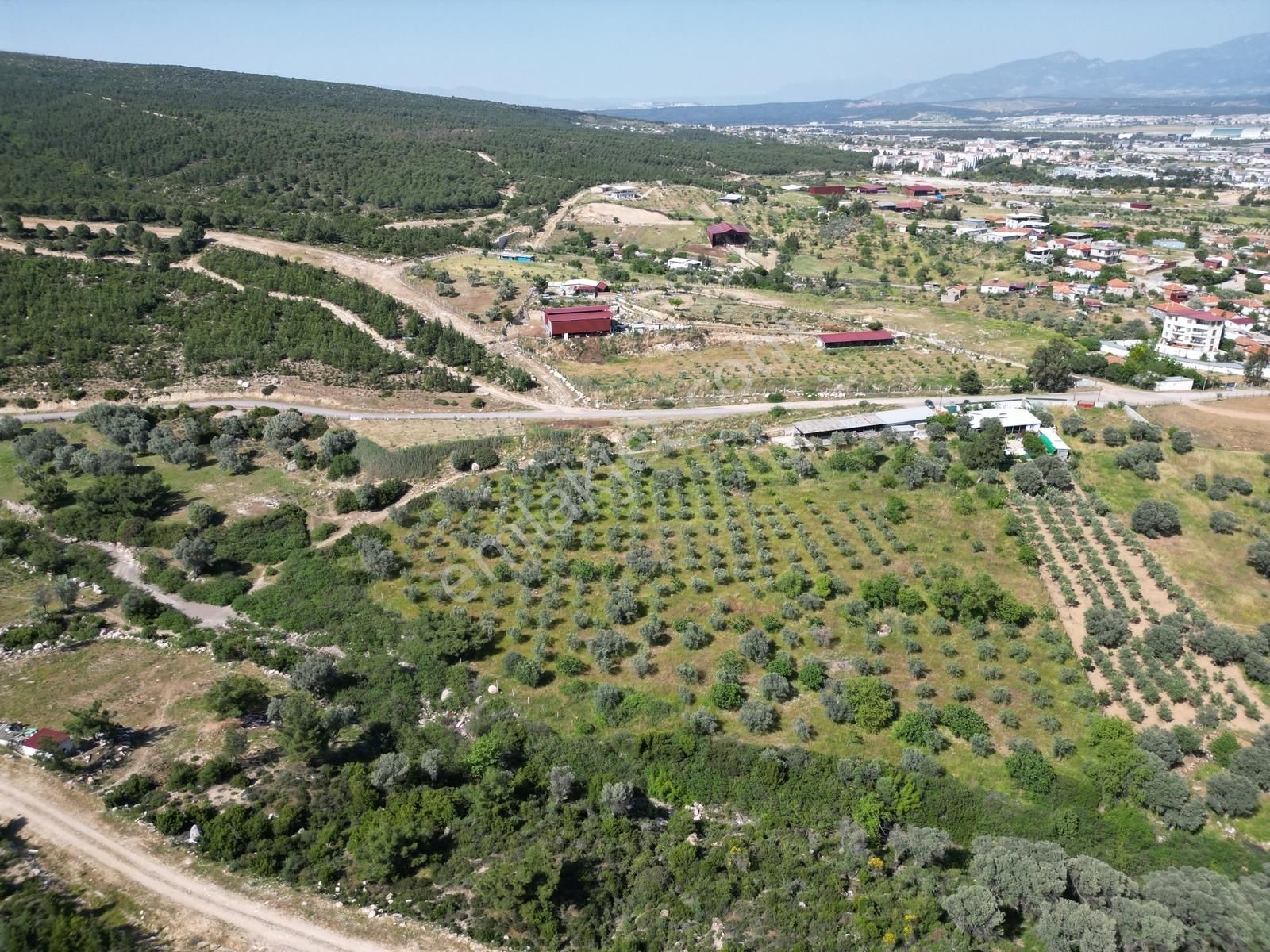 Qzen'den Görece De 3779 M2 Tek Tapu Zeytinlik - Görsel 17
