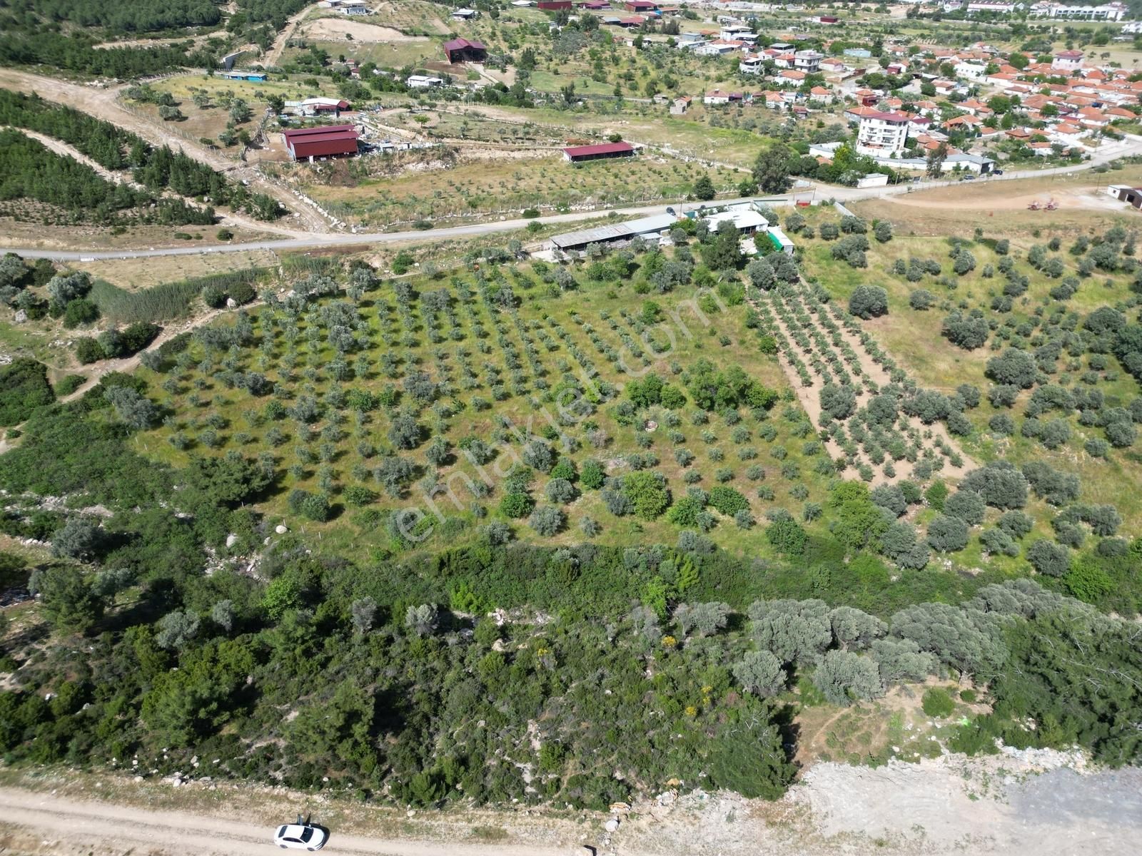 Qzen'den Görece De 3779 M2 Tek Tapu Zeytinlik - Görsel 21