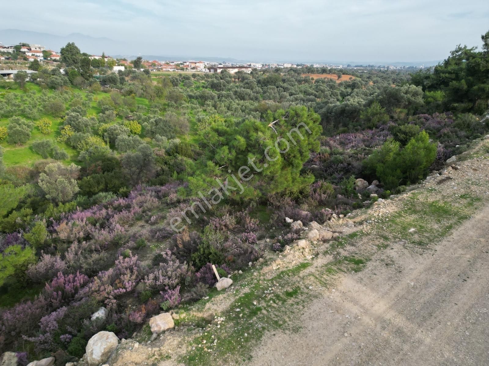 Qzen'den Görece De 3779 M2 Tek Tapu Zeytinlik - Görsel 26