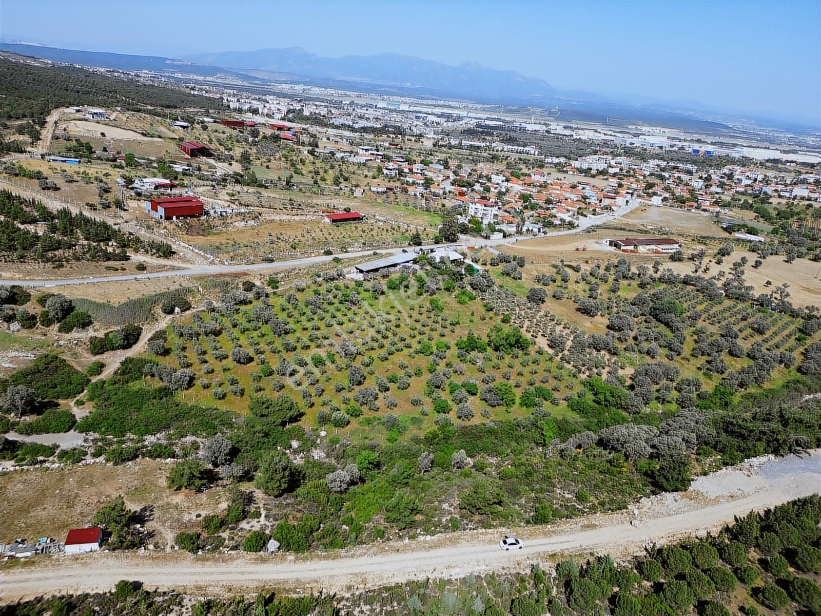 Qzen'den Görece De 3779 M2 Tek Tapu Zeytinlik - Görsel 23
