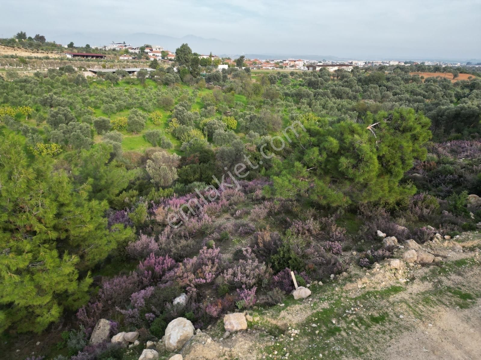 Qzen'den Görece De 3779 M2 Tek Tapu Zeytinlik - Görsel 9