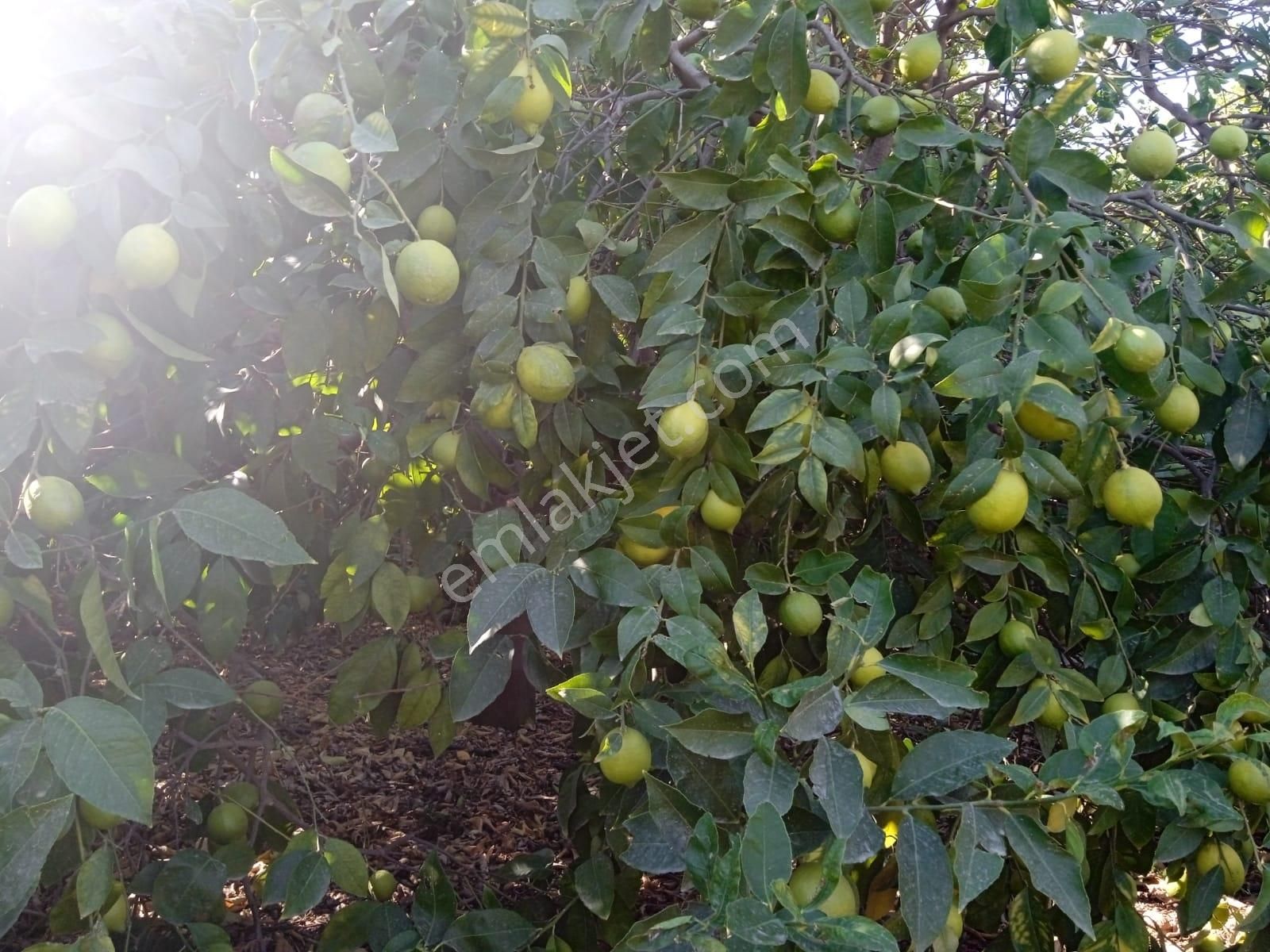 Atabey Group`dan Muhteşem Konumda Limon Bahçesi - Görsel 8