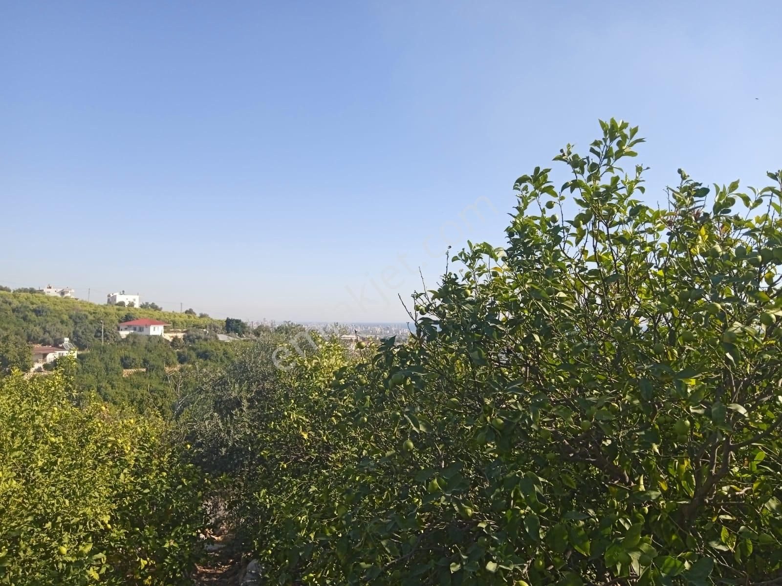 Atabey Group`dan Muhteşem Konumda Limon Bahçesi - Görsel 2