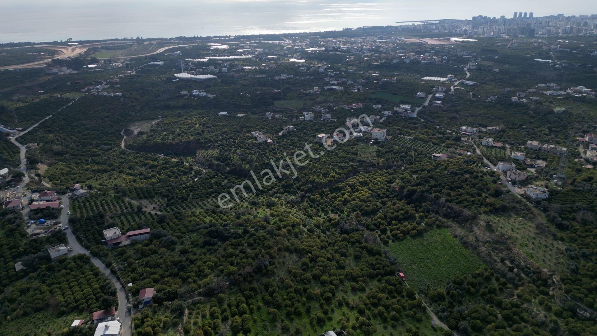 Erdemli Kargıcak 5.760 M2 Satılık Limon Bahçesi - Görsel 12