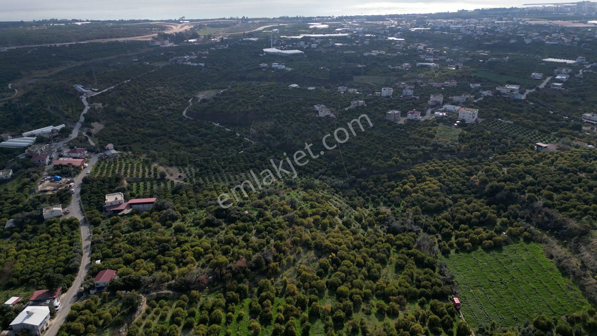 Erdemli Kargıcak 5.760 M2 Satılık Limon Bahçesi - Görsel 2