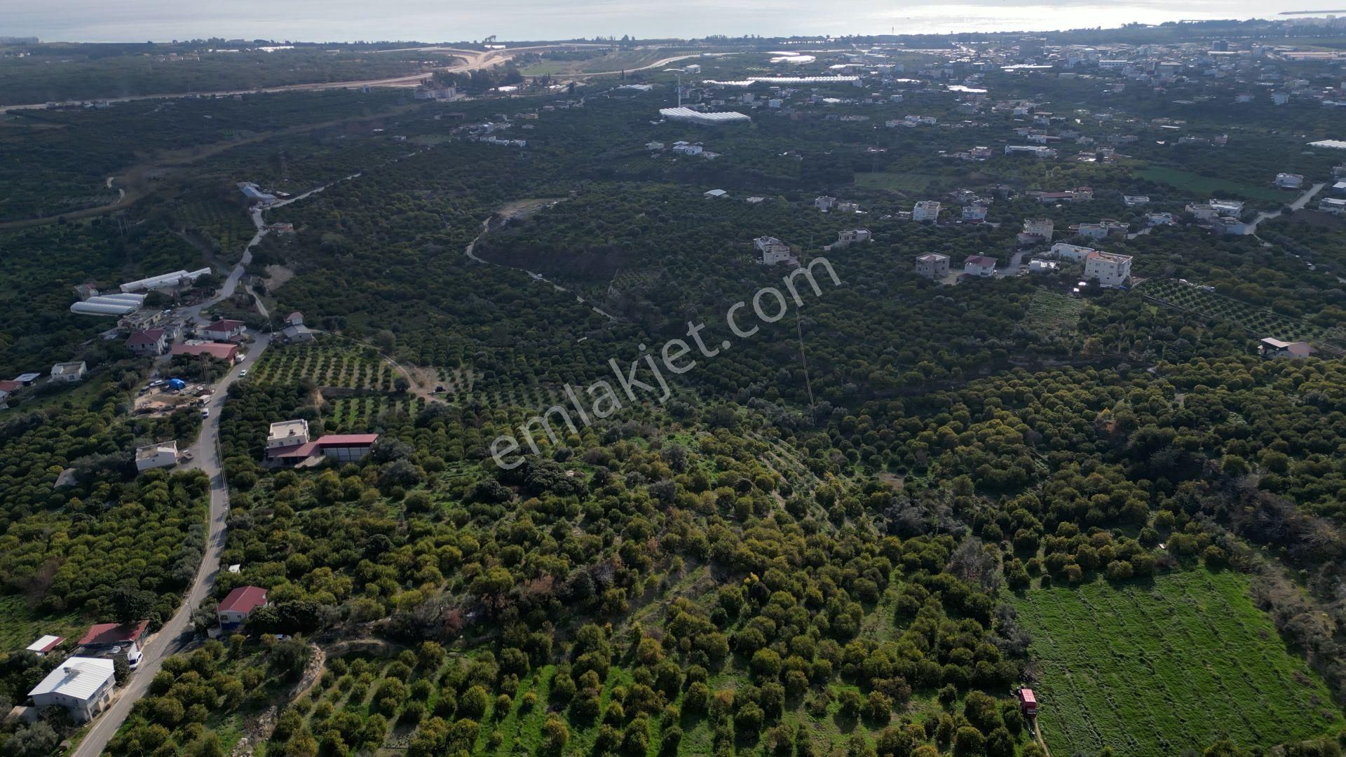 Erdemli Kargıcak 5.760 M2 Satılık Limon Bahçesi