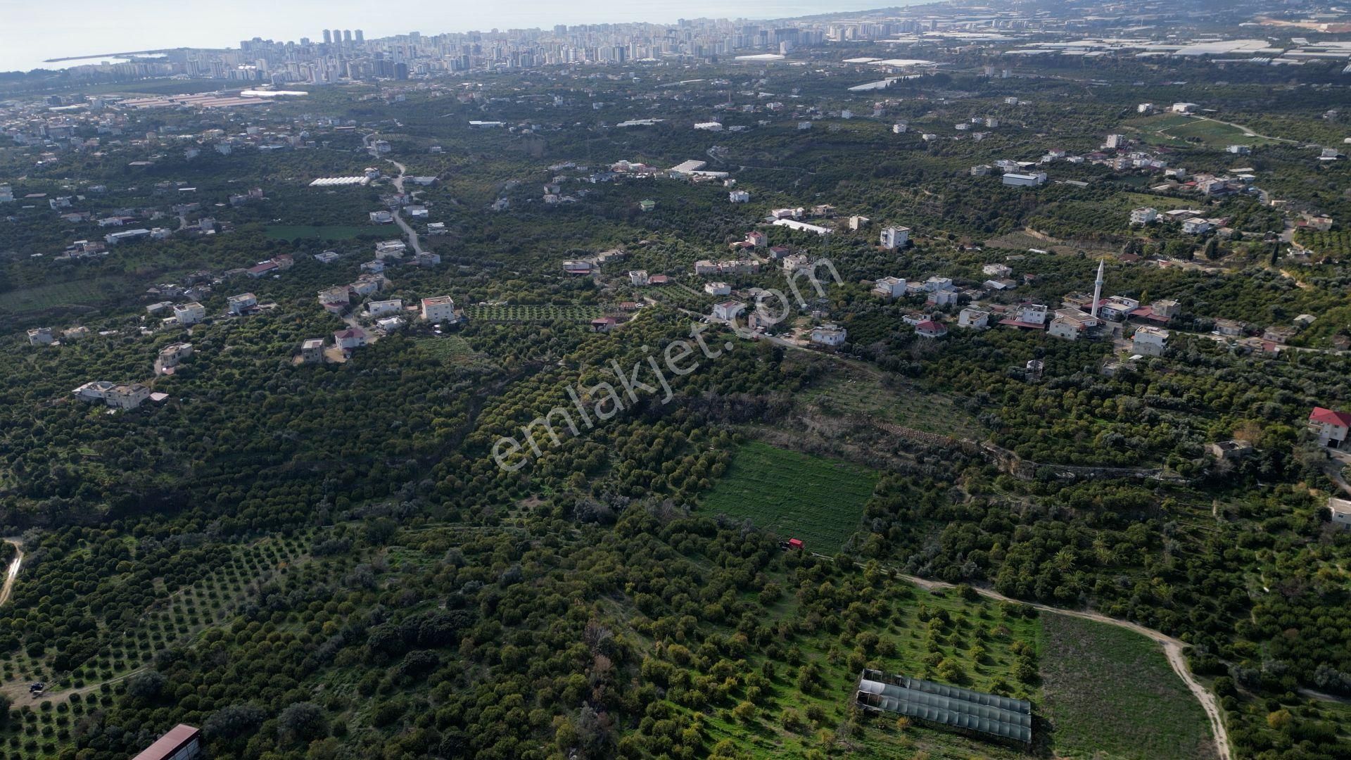 Erdemli Kargıcak 5.760 M2 Satılık Limon Bahçesi - Görsel 7