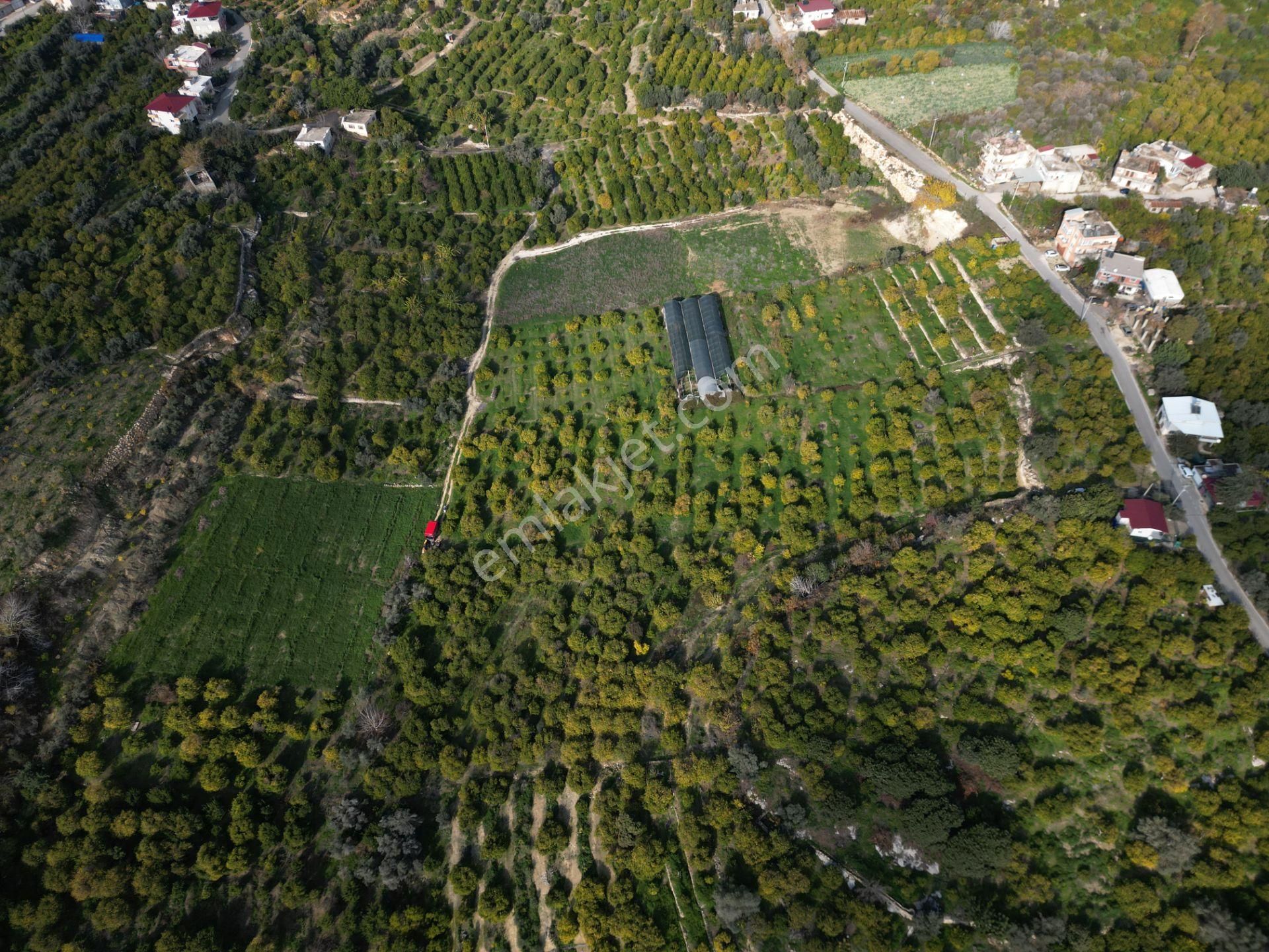 Erdemli Kargıcak 5.760 M2 Satılık Limon Bahçesi - Görsel 16