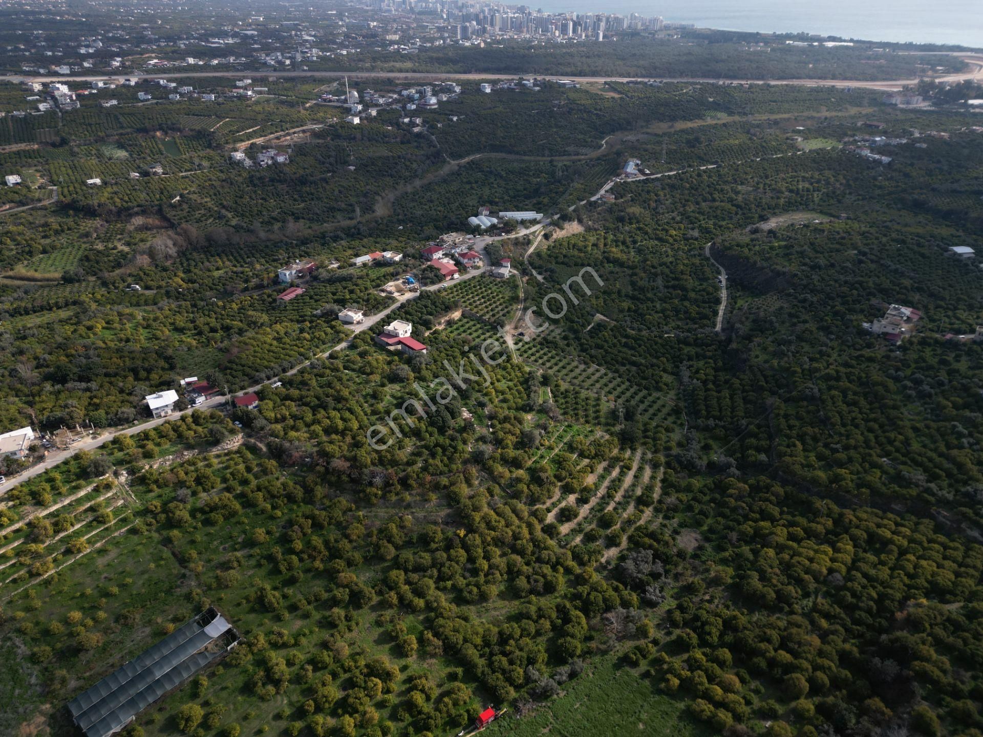 Erdemli Kargıcak 5.760 M2 Satılık Limon Bahçesi - Görsel 15