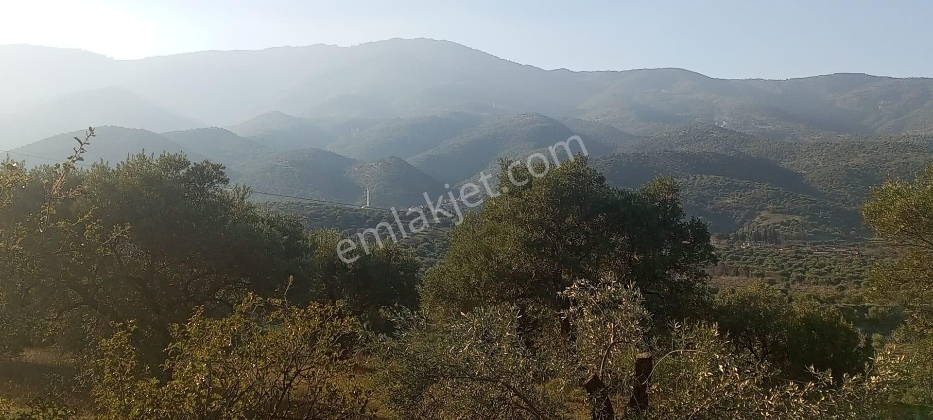 Egelimden Bozdoğan Pınarlıda Satılık 12700 M2 Mükemmel Düz Zeytinlik - Görsel 18