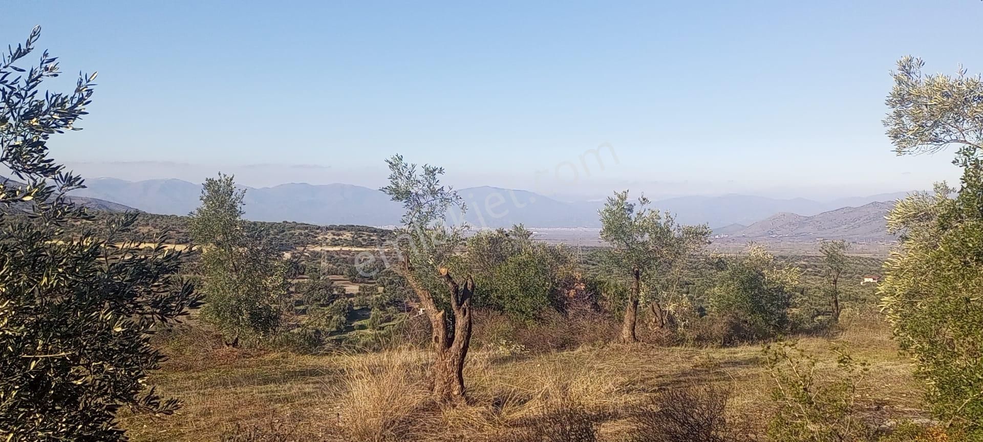 Egelimden Bozdoğan Pınarlıda Satılık 12700 M2 Mükemmel Düz Zeytinlik - Görsel 17