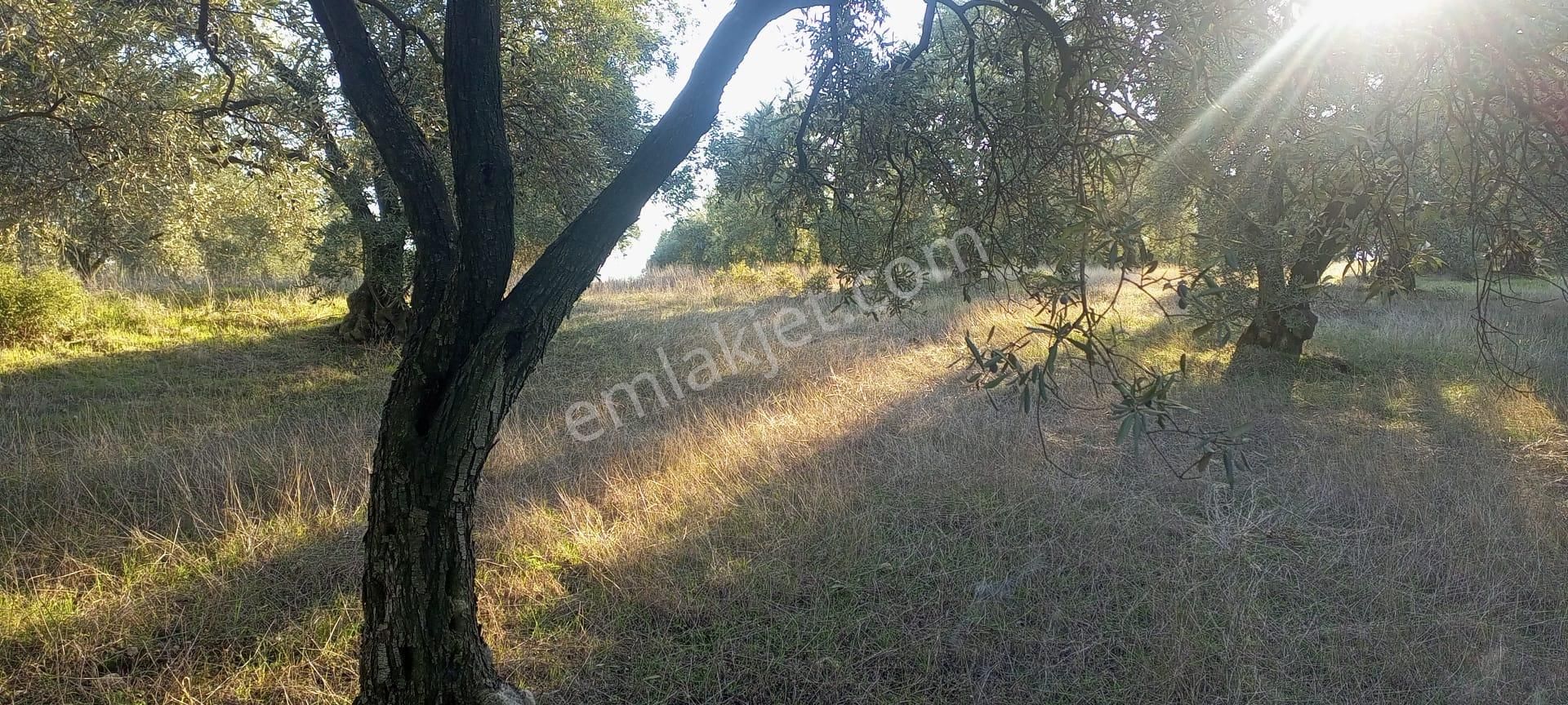 Egelimden Bozdoğan Pınarlıda Satılık 12700 M2 Mükemmel Düz Zeytinlik - Görsel 2