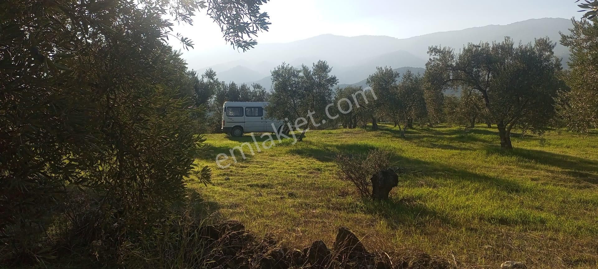 Egelimden Bozdoğan Pınarlıda Satılık 12700 M2 Mükemmel Düz Zeytinlik - Görsel 4