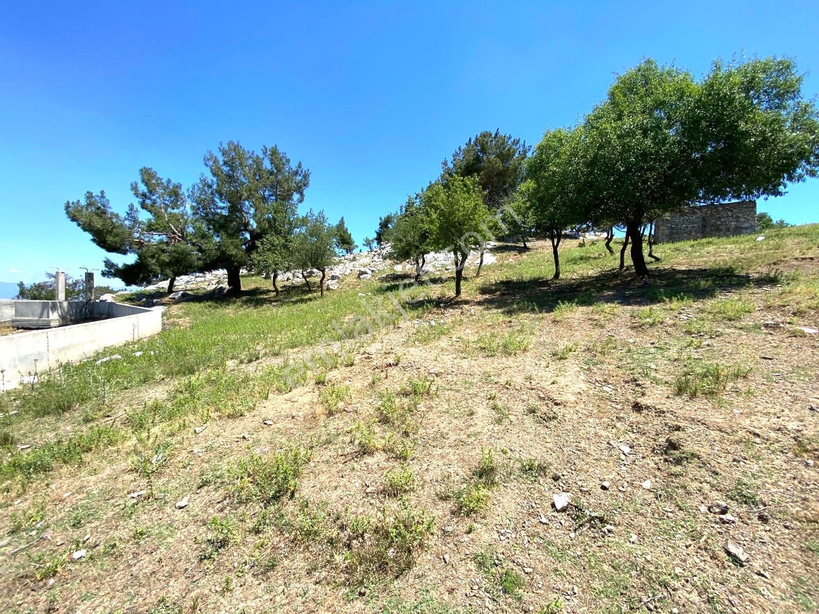 🟥aktif'ten Burhaniye Kuyumcu'da 1868m2 Satılık Bağ Bahçe🟥 - Görsel 28