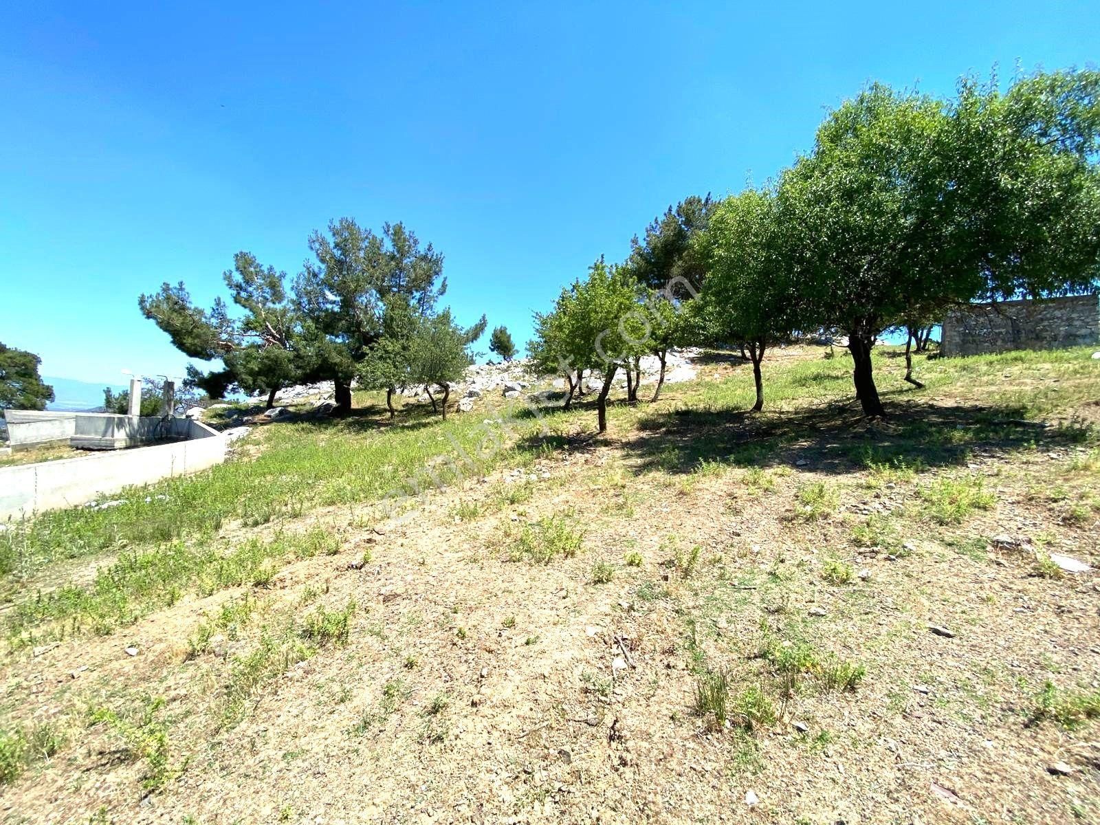 🟥aktif'ten Burhaniye Kuyumcu'da 1868m2 Satılık Bağ Bahçe🟥 - Görsel 26