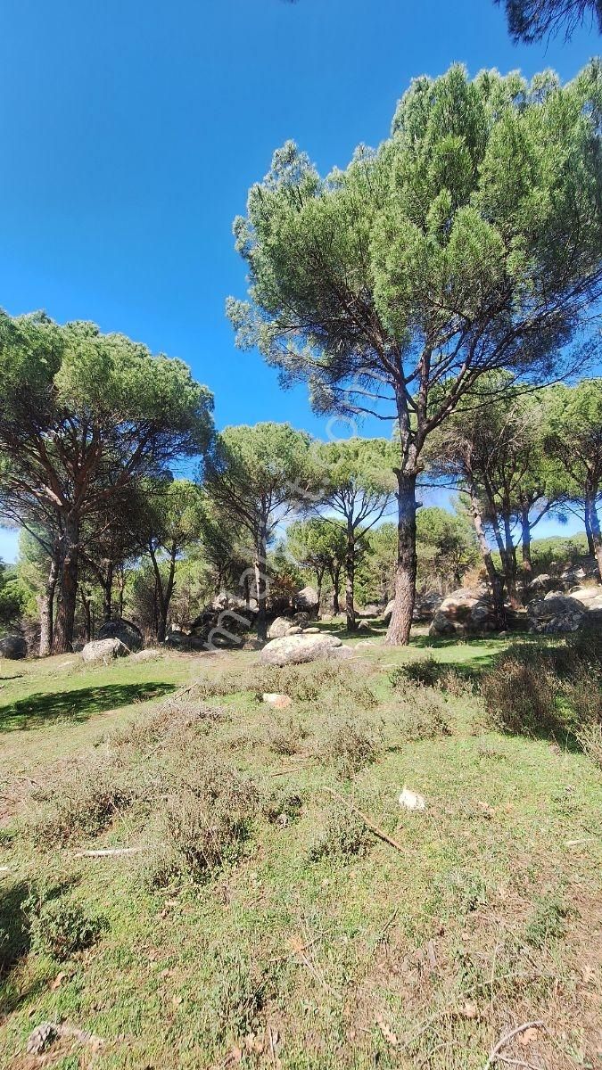 Ayvalık Bağyüzü Satılık 5868 M² Yatırımlık Tarım İmarlı Arazi - Görsel 24