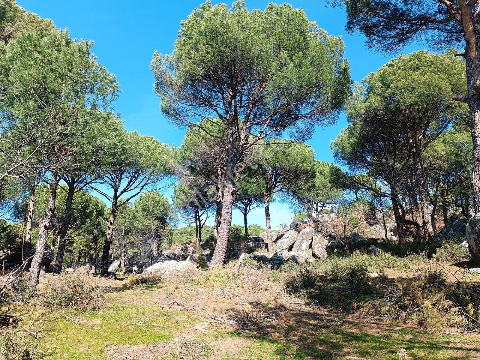 Ayvalık Bağyüzü Satılık 5868 M² Yatırımlık Tarım İmarlı Arazi - Görsel 12